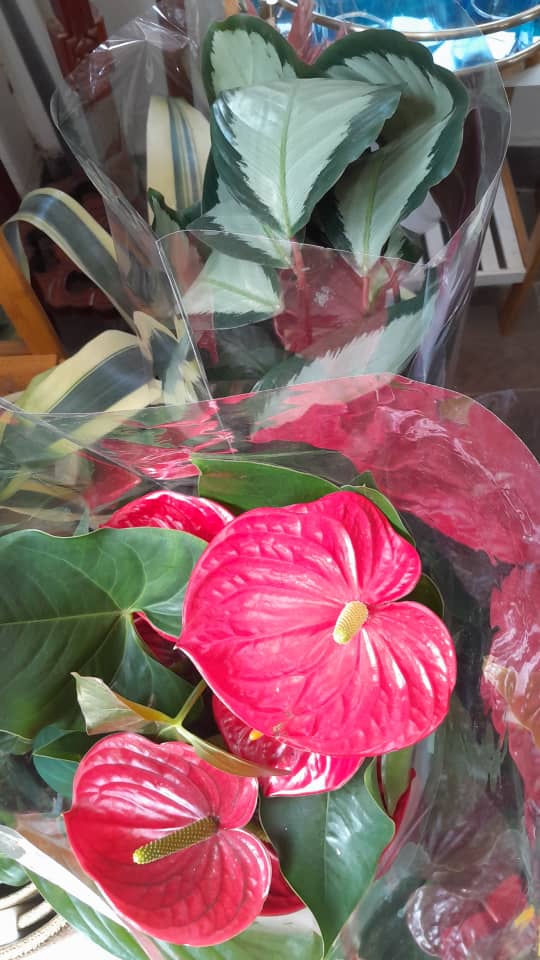 Red anthurium flowers and leafy indoor plants arranged as a decorative plant display.