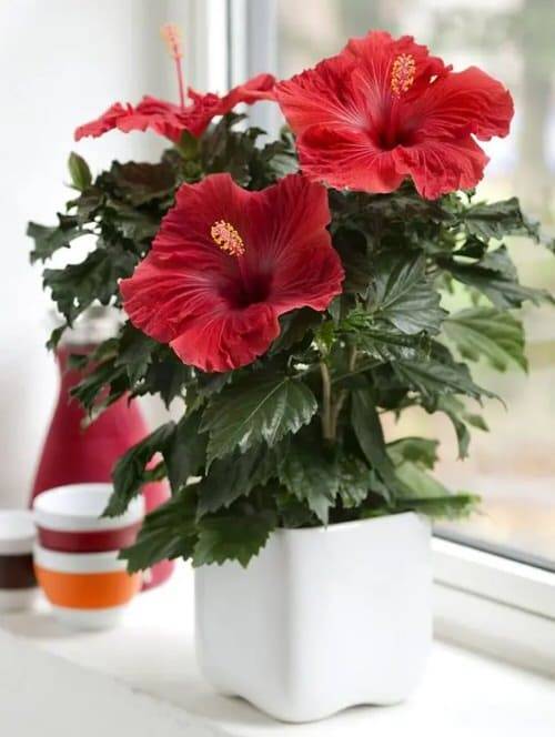 Red hibiscus flowers growing in a white decorative pot beside a window.