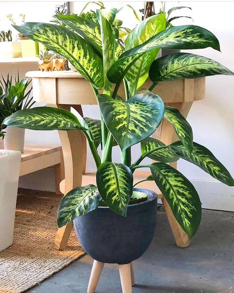 Large variegated Dieffenbachia plant in a decorative pot inside an indoor space.