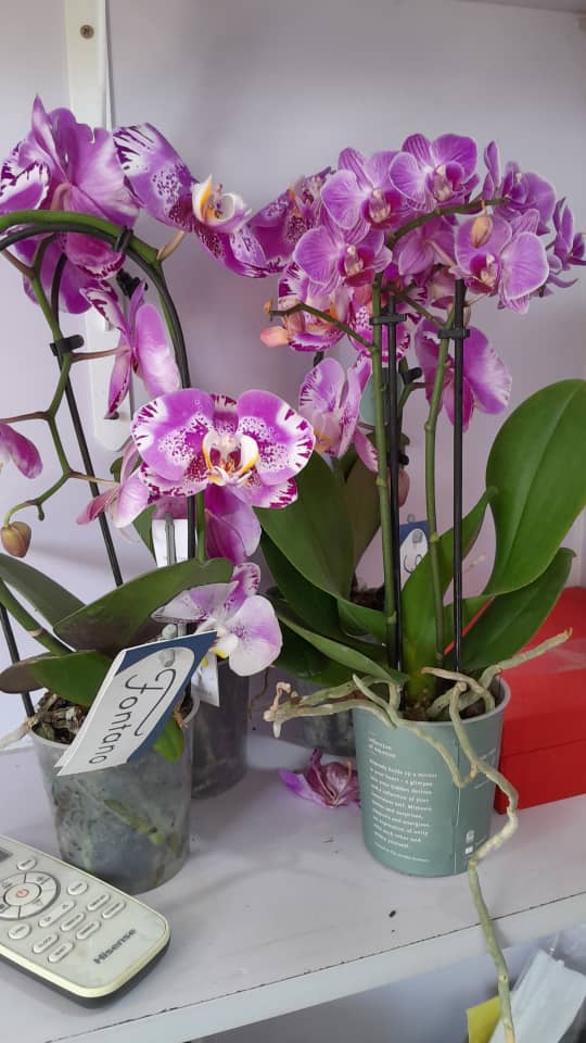 Purple and white orchids arranged in pots on an indoor shelf.