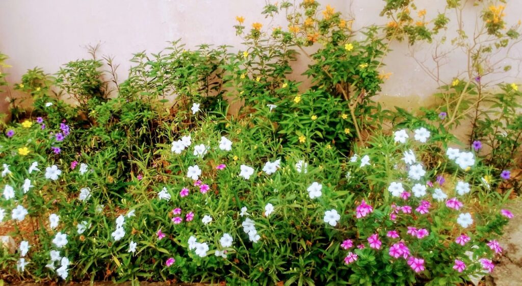 Lush garden bed filled with white, pink, purple and yellow flowers and green foliage.
