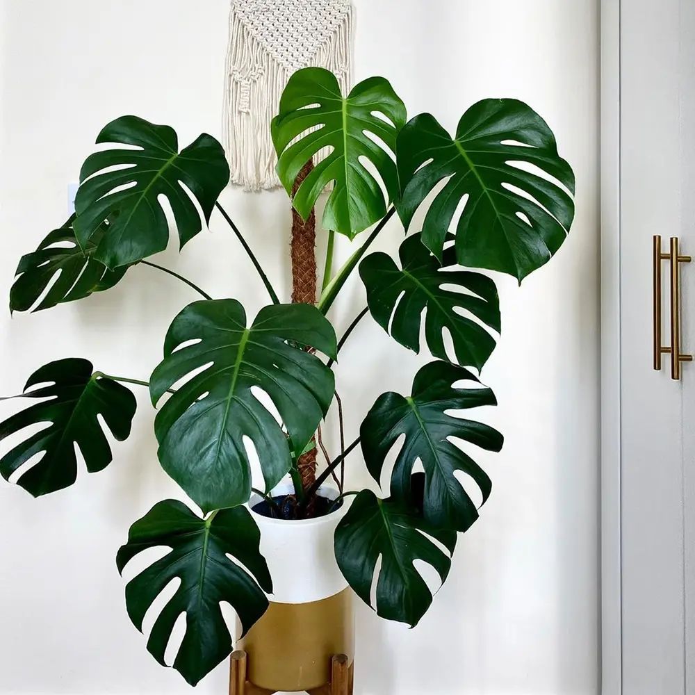 Large Monstera plant with split green leaves in a decorative indoor pot.