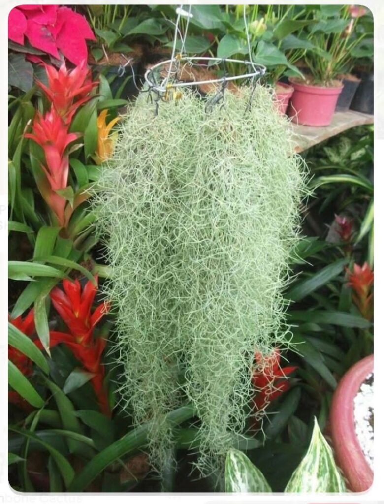 Hanging air plant with fine silvery foliage displayed among other tropical plants.