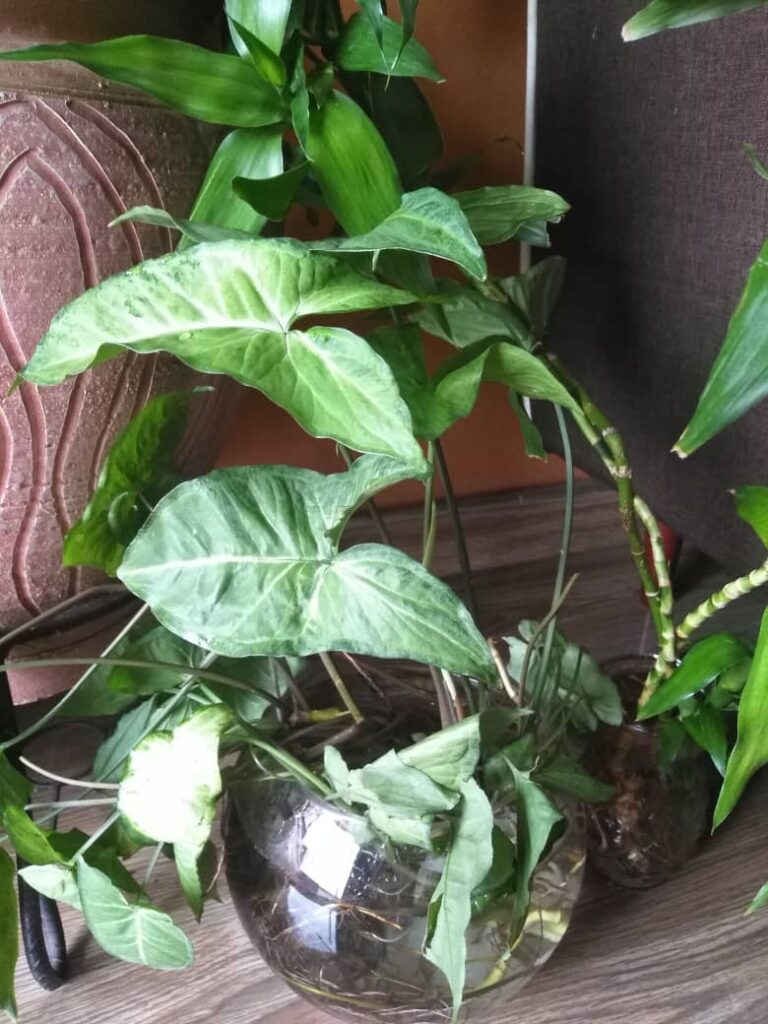 Green indoor plants growing in a clear glass container filled with water.