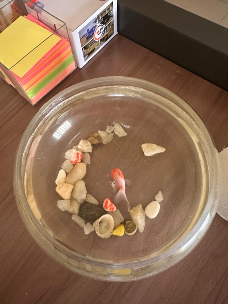 Small fish aquarium in a glass bowl with decorative stones and a colourful fish.