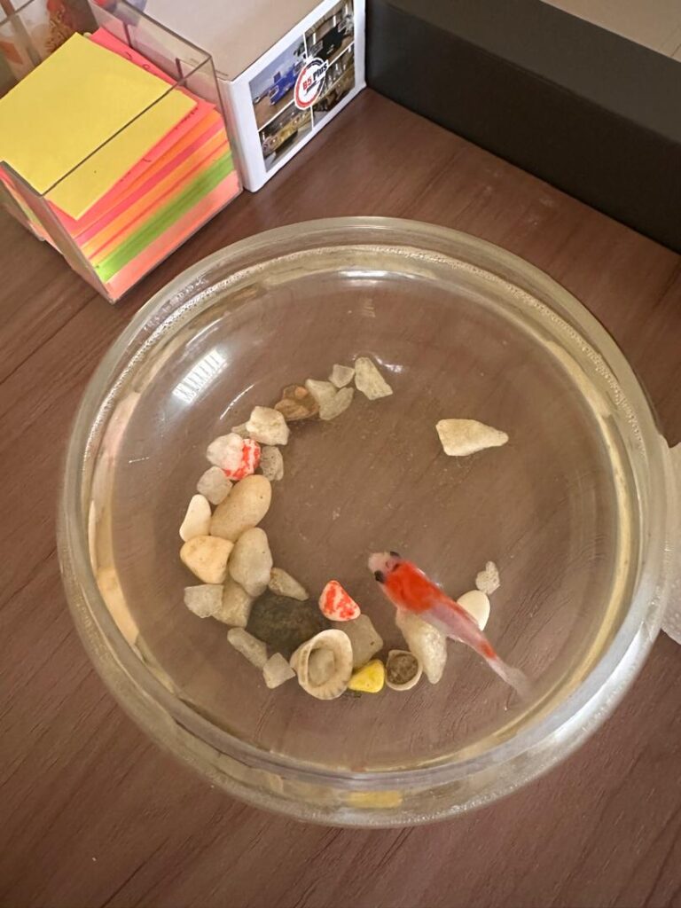 Decorative glass fish aquarium with stones, shells and an orange and white fish.
